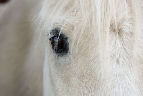 Médiation équine, on vous dit tout