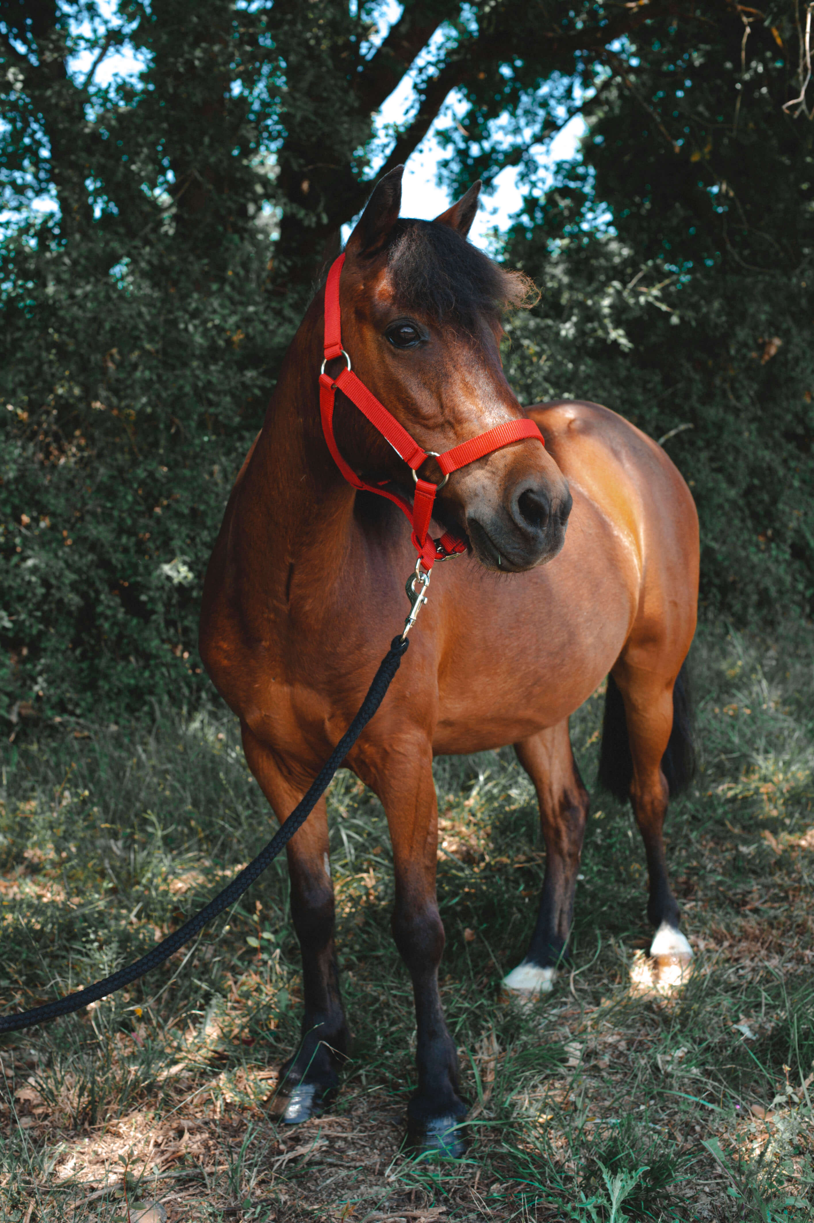 Le fer à cheval porte bonheur : les raisons - Trot Galop